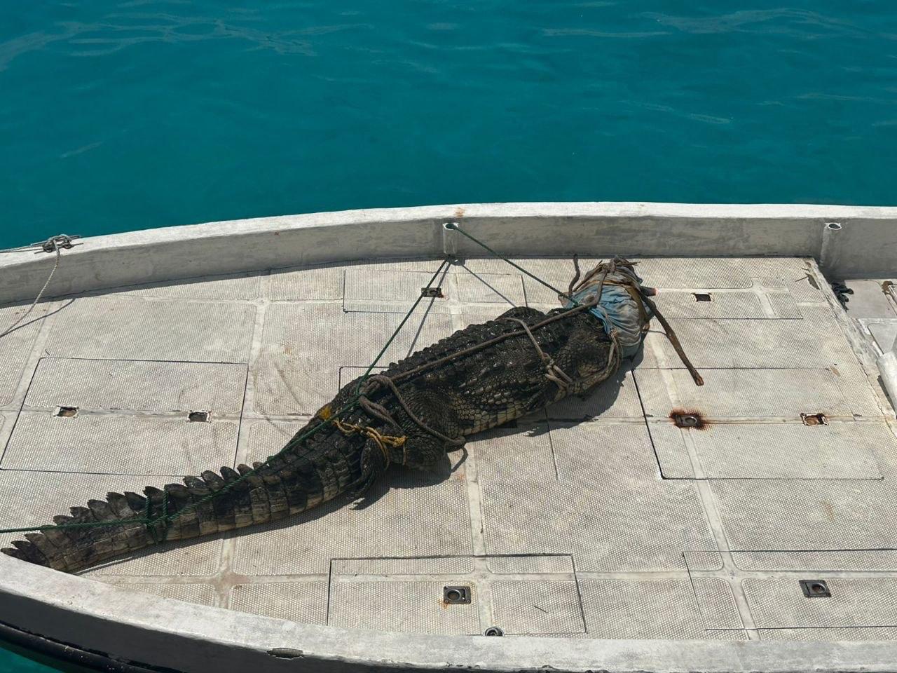 ޅ. އަތޮޅު ފަޅުރަށަކުން ފެނުނު ކިނބުލެއް ސިފައިންނާ ހަވާލުކޮށްފި