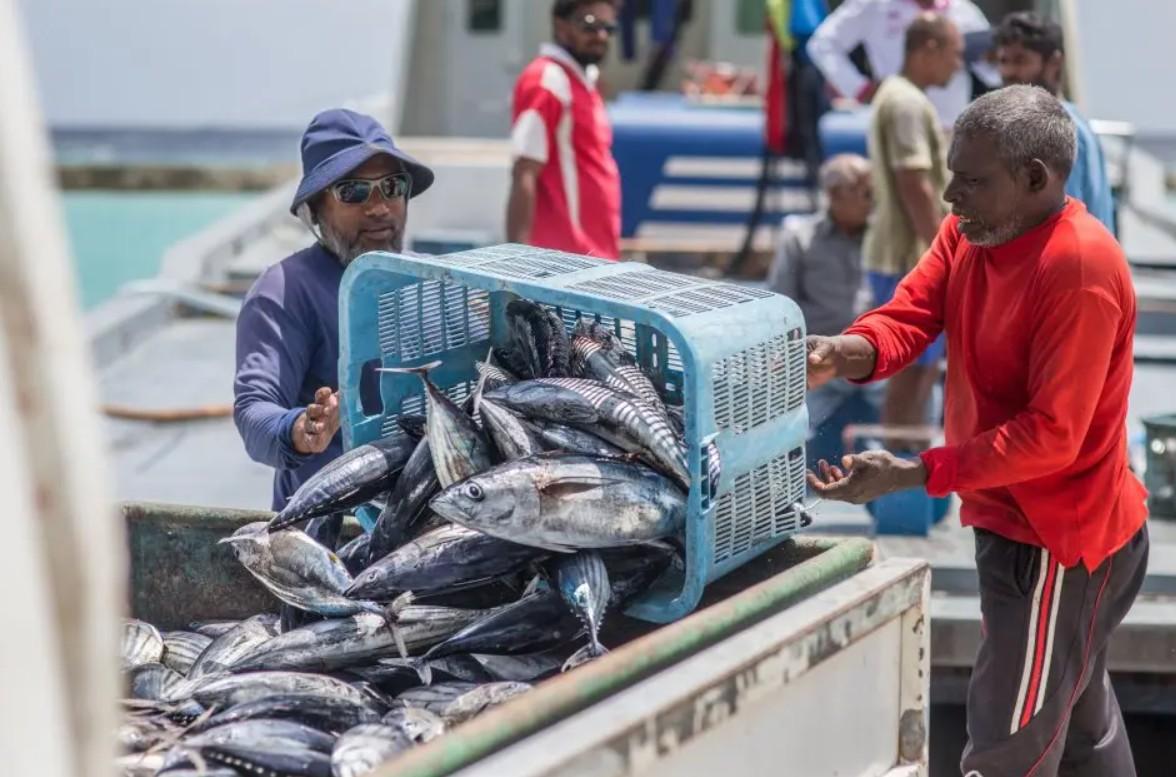 މިފްކޯއިން މަސްވެރިންގެ އަތުން 20 ރުފިޔާއަށް މަސް ގަންނަން ފަށައިފި