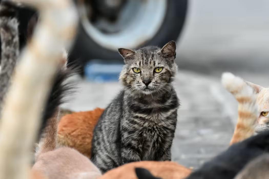 ޖަނަވާރުންގެ ޒަރީއާއިން ބައްޔެއް ފެތުރޭފަދަ އަމަލެއް ކޮށްފިނަމަ އެއް މިލިއަން ރުފިޔާއިން ޖޫރިމަނާ ކުރަން ފަށަނީ